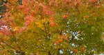 An image of the Sugar Maple leaves in fall in the Rowan University Arboretum, Glassboro New Jersey.