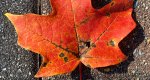 An image of the Sugar Maple leaf in fall in the Rowan University Arboretum, Glassboro New Jersey.