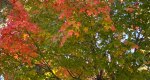 An image of the Sugar Maple leaves in fall in the Rowan University Arboretum, Glassboro New Jersey.