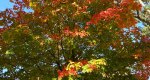 An image of the Sugar Maple leaves in fall in the Rowan University Arboretum, Glassboro New Jersey.