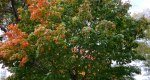 An image of the Sugar Maple tree in fall in the Rowan University Arboretum, Glassboro New Jersey.