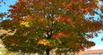 An image of the Sugar Maple tree in fall in the Rowan University Arboretum, Glassboro New Jersey.