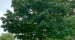 An image of the Sugar Maple tree in the Rowan University Arboretum, Glassboro New Jersey.