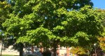 An image of the Sugar Maple tree in the Rowan University Arboretum, Glassboro New Jersey.