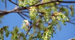 Ab image of the sugar maple leaf buds in the Rowan University Arboretum, Glassboro New Jersey.