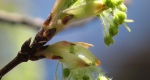 An image of the sugar maple leaf buds up close in the Rowan University Arboretum, Glassboro New Jersey.