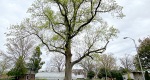 An image of the Tulip Tree in the Rowan University Arboretum, Glassboro New Jersey.