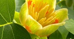 An image of the Tulip Tree flower in the Rowan University Arboretum, Glassboro New Jersey.