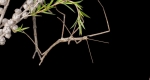 A walkingstick holding onto the underside of a plant. 