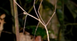 A walkingstick mimicking a stick by remaining still and holding onto a branch of another tree. 