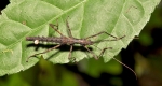  A walkingstick with a mite attached to its abdomen eating leaf with its mandibles. 