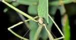 Stick Insect eating a leaf with its hard mandibulate mouthparts by cutting and chewing the plant. 