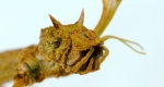 A close-up image of a walkingstick’s head and mouthparts. 