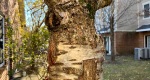 An image of the bark of the Weeping Cherry in the Rowan University Arboretum, Glassboro New Jersey.