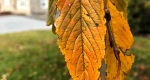 An image of the leaves in autumn of the Weeping Cherry in the Rowan University Arboretum, Glassboro New Jersey.