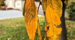 An image of the Weeping Cherry leaves in autumn in the Rowan University Arboretum, Glassboro New Jersey.