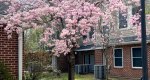 An image of the Weeping Cherry flowers in spring in the Rowan University Arboretum, Glassboro New Jersey