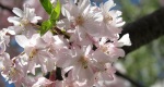 An image of the weeping cherry flowers in the Rowan University Arboretum, Glassboro New Jersey.