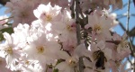 An image of the weeping cherry flowers with a honey bee in the Rowan University Arboretum, Glassboro New Jersey.
