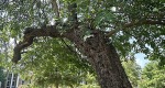 An image of the White Mulberry number 241 at the Rowan University Arboretum .