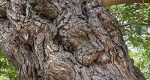 An image of the trunk of the White Mulberry number 241 at the Rowan University Arboretum .