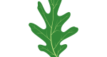 Vector illustration of a white oak leaf.