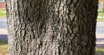 An image of the willow oak bark in the Rowan University Arboretum, Glassboro New Jersey.