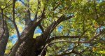 An image of the willow oak branches and leaves in the Rowan University Arboretum, Glassboro New Jersey.