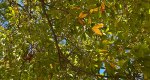 An image of the willow oak branches and leaves in the Rowan University Arboretum, Glassboro New Jersey.