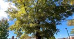 An image of the willow oak tree in the Rowan University Arboretum, Glassboro New Jersey.