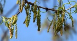 An image of the willow oak leaf buds in the Rowan University Arboretum, Glassboro New Jersey.