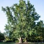 This is the Ginkgo tree 55 at the Rowan University Arboretum.