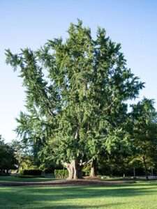 This is the Ginkgo tree 55 at the Rowan University Arboretum.