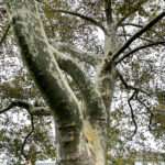 Image of the large branches in an American sycamore tree in the Rowan University Arboretum, Glassboro New Jersey.