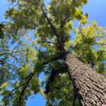 An upward photo of a black walnut tree (#254) in the Rowan University Arboretum, Glassboro New Jersey campus.