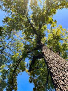 An upward photo of a black walnut tree (#254) in the Rowan University Arboretum, Glassboro New Jersey campus.