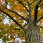 Image of the Northern Red Oak tree in the fall in the Rowan University Arboretum, Glassboro New Jersey.