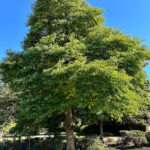 A photo of a sassafras tree in the Rowan University Campus Arboretum.