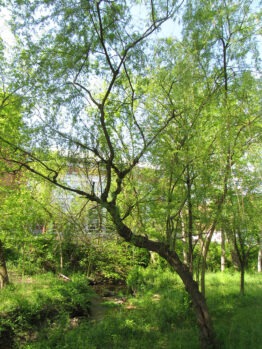 An image of the weeping willow on the Rowan University Glassboro Campus.