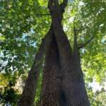 An image of the black tupelo on the Rowan University Glassboro Campus.