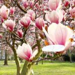 A photograph of a Sweetbay Magnolia tree located in the Rowan University Arboretum, Glassboro, NJ.