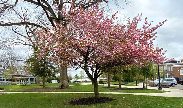 A photo of a pink flowering cherry tree.