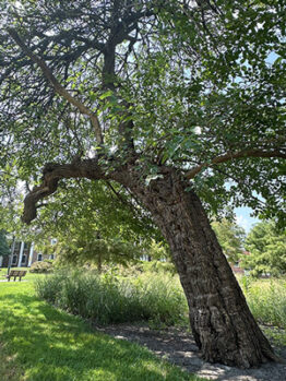 This is a photograph of a White Mulberry tree at the Rowan University Campus Arboretum.