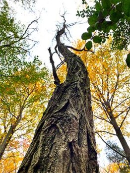  A photo of a Black Locust tree in the Rowan University Arboretum.
