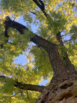 A photo of a black walnut tree.