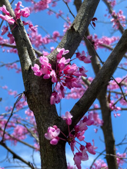 An photograph of the Eastern Redbud at the Rowan University Campus Arboretum.