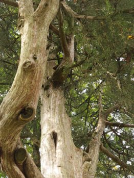 An image of the Eastern Red Cedar tree at Rowan University.