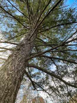 An photograph of a Douglas fir tree at the Rowan University Campus Arboretum.