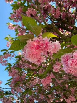 An image of the flowering cherry flowers.