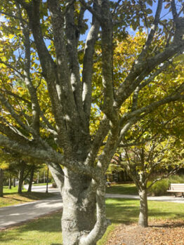 Photo shows a Japanese lilac tree, which has many branches and green leaves.